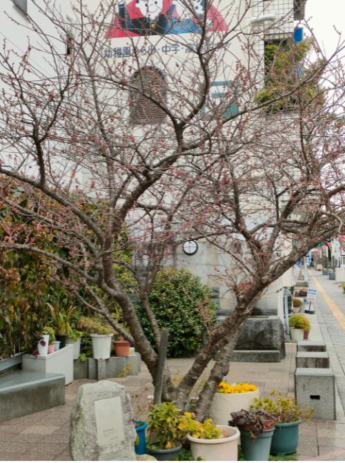 開花前の桜
