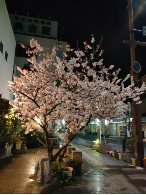 満開となった桜の夜の様子