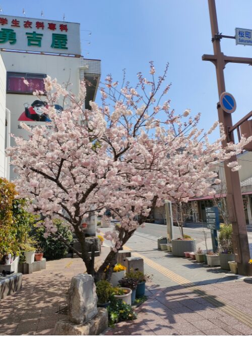 満開となった桜の昼の様子